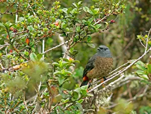 South America Bird Drucke: Sclater-cotinga, Bay-vented Cotinga, Doliornis sclateri