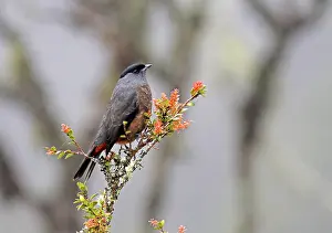 Sclater-Cotinga, Bay-vented Cotinga, Doliornis sclateri