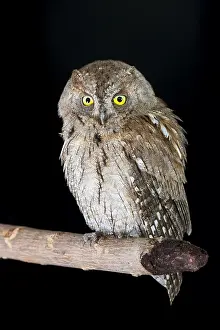 Raptor Wildlife Photography Drucke: Scops Owl, Otus scops