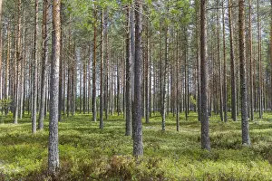 Pinus Sylvestris Images Drucke: Scots PInes