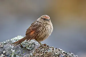 South American Songbird Drucke: Scribble-tailed Canastero, Asthenes maculicauda