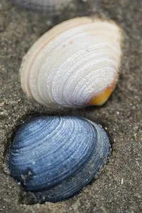Seashells on the beach