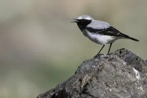 North African Wildlife Drucke: Seebohms Tapuit, Seebohm's Wheatear, Oenanthe seebohmi