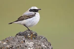 Bilder Datiert 1. Mai 2018: Seebohms Steinschmätzer