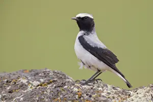 Daytime Bird Photography Drucke: Seebohm's Wheatear