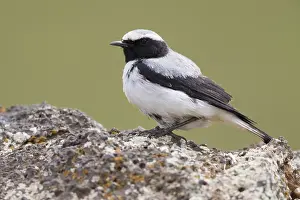 African Wildlife Birds Drucke: Seebohm's Wheatear