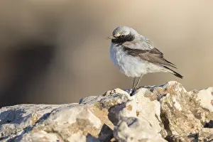 Bilder Datiert 2. Mai 2018: Seebohms Steinschmätzer