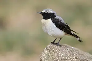 Nature Wildlife Photos Drucke: Seebohm's Wheatear