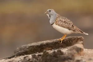 Tropical Birds Drucke: Least Seedsnipe