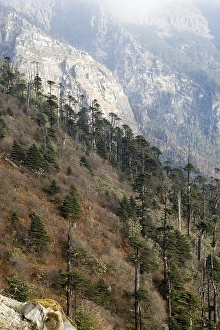 Pine Forest Scenery Drucke: Sela Pass, Sela Pass