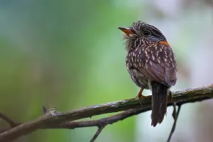 South American Bird Life Drucke: Semicollared Puffbird