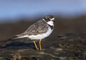 Shorebird Species Drucke: Semipalmated Plover, Charadrius semipalmatus