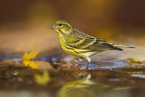 Natural Environment Images Europe Drucke: Serin, Serinus serinus