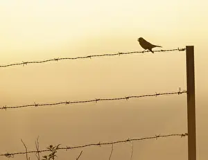 Bilder Datiert 24. Februar 2018: Serin, Serinus serinus