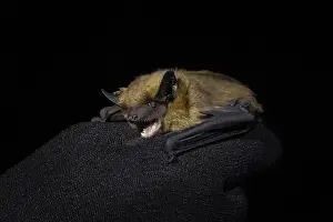 Serotine-Fledermaus, Eptesicus serotinus.