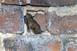 Gerahmter Druck : Serotine-Fledermaus, Eptesicus serotinus Gerahmter Druck : Serotine-Fledermaus, Eptesicus serotinus