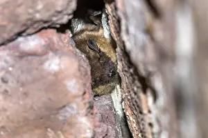 Outdoor Wildlife Photography Tips Drucke: Serotine Bat, Eptesicus serotinus