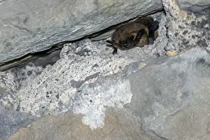 Gerahmter Druck : Serotine, Eptesicus serotinus Gerahmter Druck : Serotine, Eptesicus serotinus