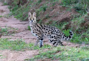 Serval, Leptailurus serval