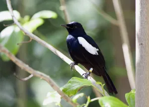 Protected Natural Environment Drucke: Seychelles Magpie-Robin, Copsychus sechellarum