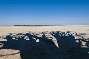 Baobab Trees Botswana Drucke: The shadow of towering baobab trees