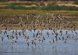Gerahmter Druck : Schnabelschwanz-Seeschwalben-Tellin, Calidris acuminata. Gerahmter Druck : Schnabelschwanz-Seeschwalben-Tellin, Calidris acuminata.