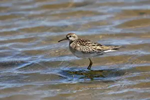 Australian Wildlife Birds Drucke: Sharp-tailed Sandpiper, Calidris acuminata