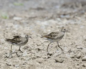 Bird Species Australia Drucke: Sharp-tailed Sandpiper, Calidris acuminata