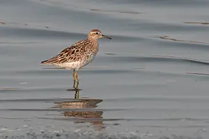 Gerahmter Druck : Scharfschwanz-Strandläufer, Calidris acuminata Gerahmter Druck : Scharfschwanz-Strandläufer, Calidris acuminata