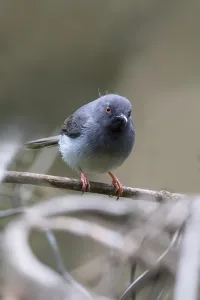 Perched Bird Drucke: Sharpe's Apalis, Apalis sharpii
