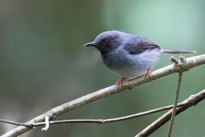African Wildlife Photo Drucke: Sharpe's Apalis, Apalis sharpii