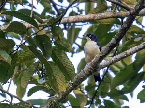 Bilder Datiert 20. Mai 2014: Schärpes Sternschnäpper, Pholia sharpii