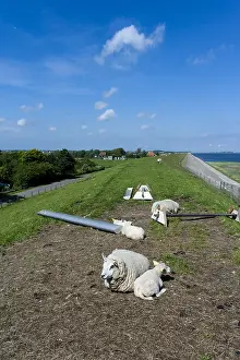 Texel Sheep Drucke: Sheep at Texel