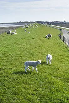 Texel Sheep Drucke: Sheep at Texel