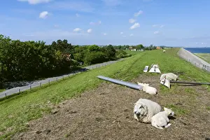 Europe Wildlife Drucke: Sheep at Texel