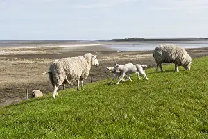 Texel Sheep Drucke: Sheep at Texel