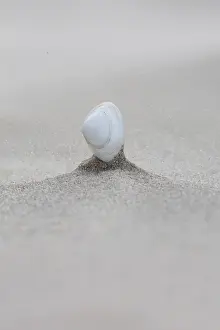 Coastal Nature Photography Drucke: Shell on beach of Terschelling