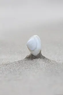 Coastal Nature Scene Drucke: Shell on beach of Terschelling