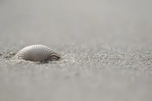 European Seashells Drucke: Empty shell of a Common Cockle