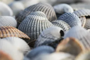Empty shell of a Common Cockle