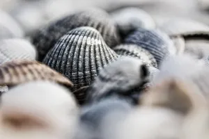 European Seashells Drucke: Empty shell of a Common Cockle