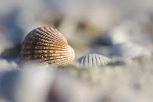 Empty shell of a Common Cockle