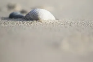 European Seashells Drucke: Empty shell of a Common Cockle