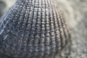 North Sea Coast Wildlife Drucke: Empty shell of a Common Cockle