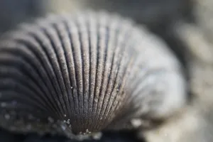 European Seashells Drucke: Empty shell of a Common Cockle