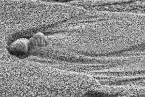 Empty shell of a Common Cockle