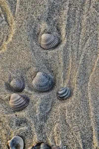 European Seashells Drucke: Empty shell of a Common Cockle
