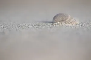European Seashells Drucke: Empty shell of a Common Cockle
