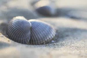European Seashells Drucke: Empty shell of a Common Cockle