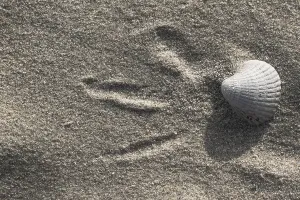 European Seashells Drucke: Empty shell of a Common Cockle